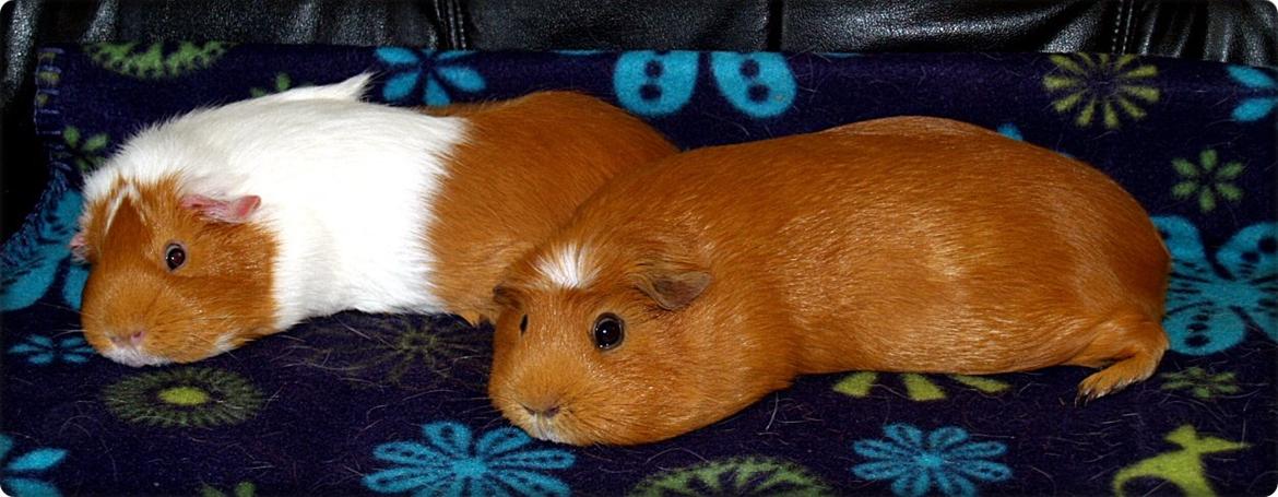 Vores dejlige piger - "Vi chiller bare" :b billede 26