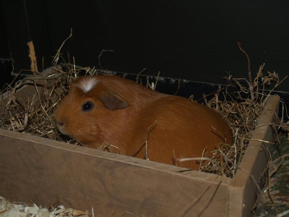 Vores dejlige piger - Didi dovner i den alternative høhæk - endelig en Chili ikke kan flytte på :D billede 27