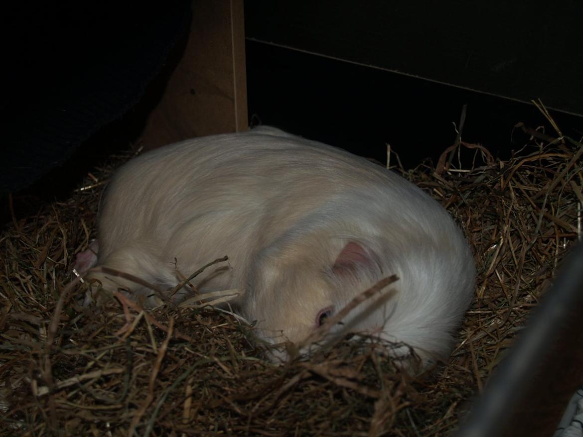 Vores dejlige piger - Nellie synes også det er skønt med frisk hø - man bliver såh søvnig af det ;) billede 28