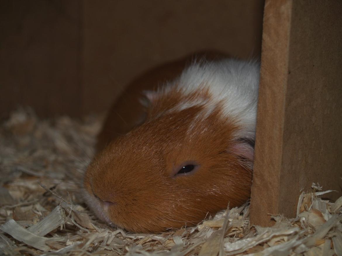 Vores dejlige piger - Bøfgrisen dovner. billede 29