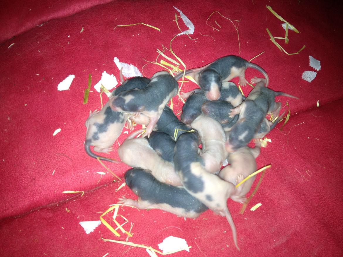 Rotteunger A  billede 1