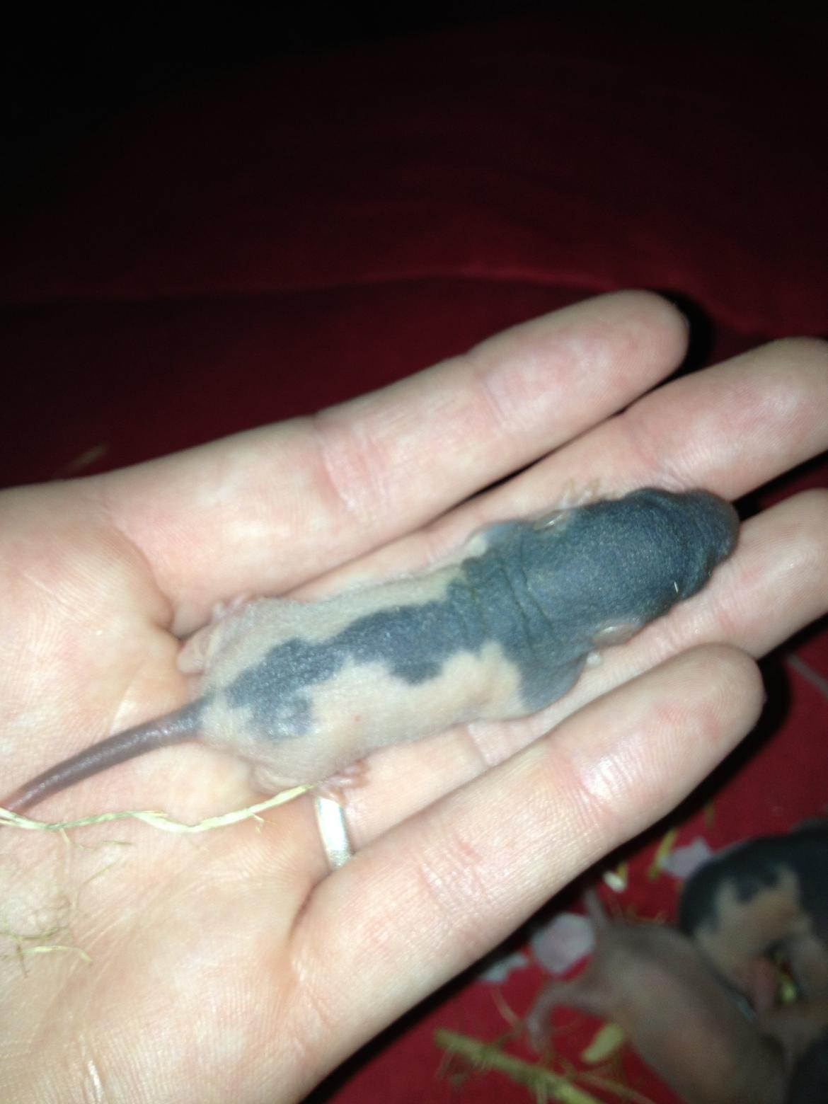 Rotteunger A  billede 2