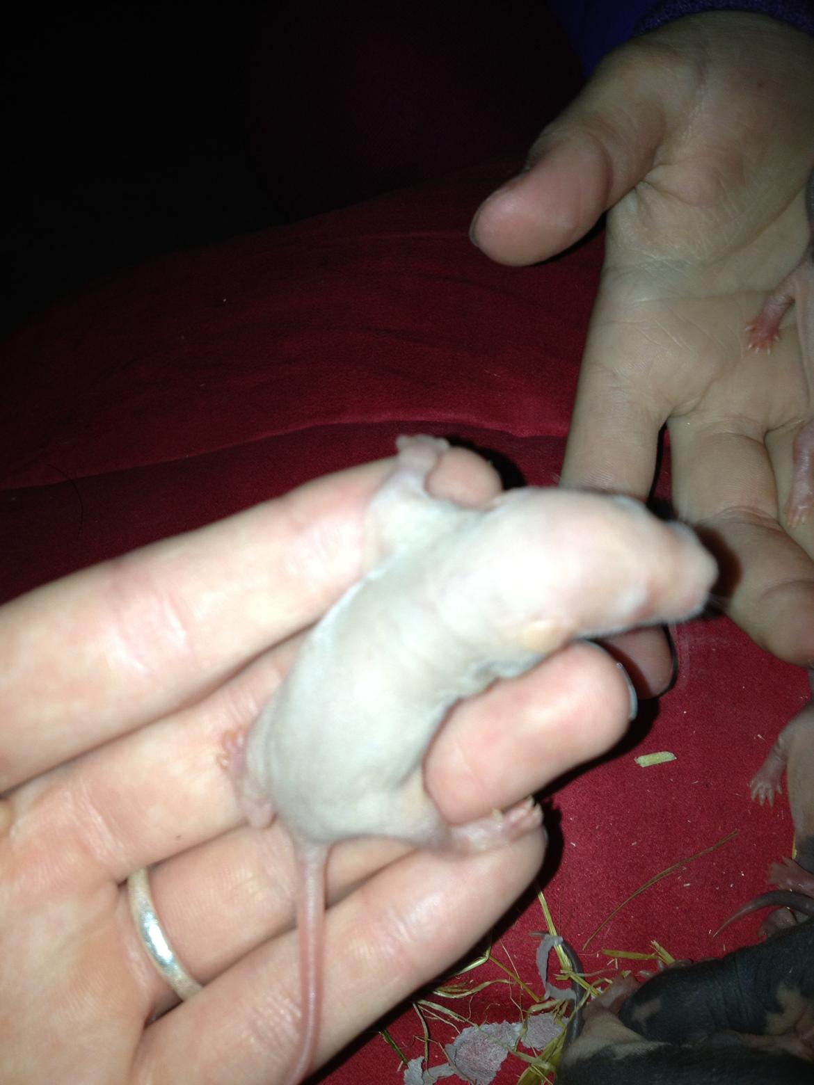 Rotteunger A  billede 3