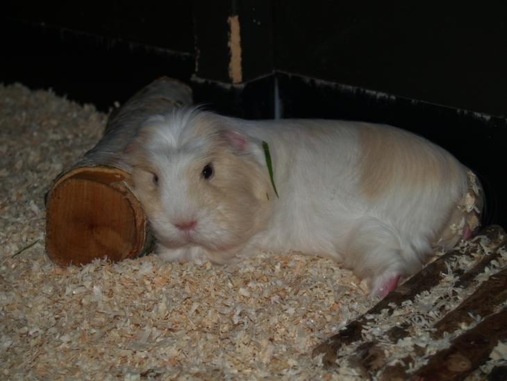 {{currentPhoto.altText}} billede {{currentPhoto.number}}