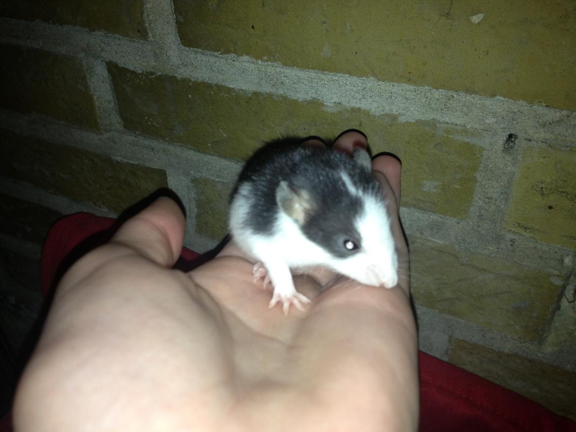 Rotteunger A  billede 4