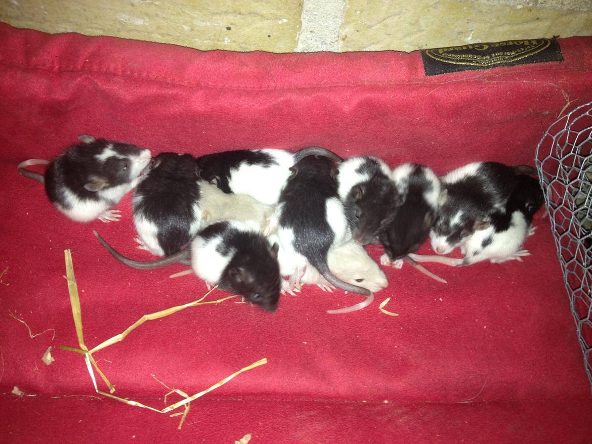 Rotteunger A  billede 5