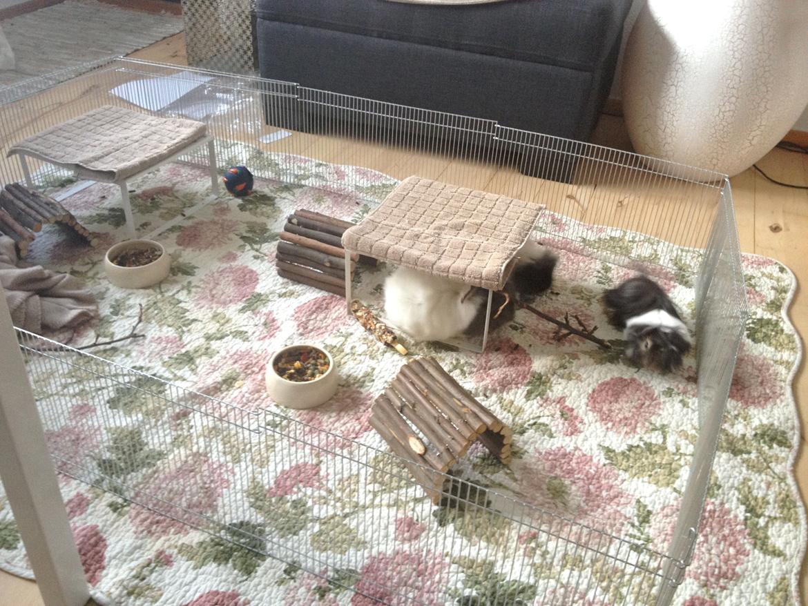 Marsvinenes nye løbegård :) - Drengenes nye løbegård :) billede 1