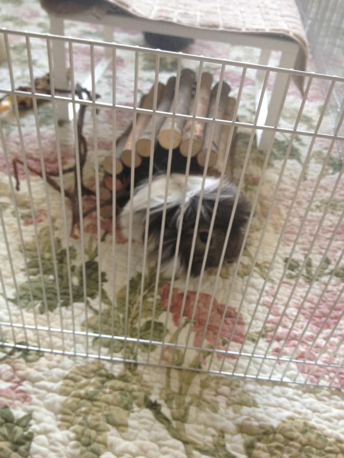 Marsvinenes nye løbegård :) - <3 billede 2