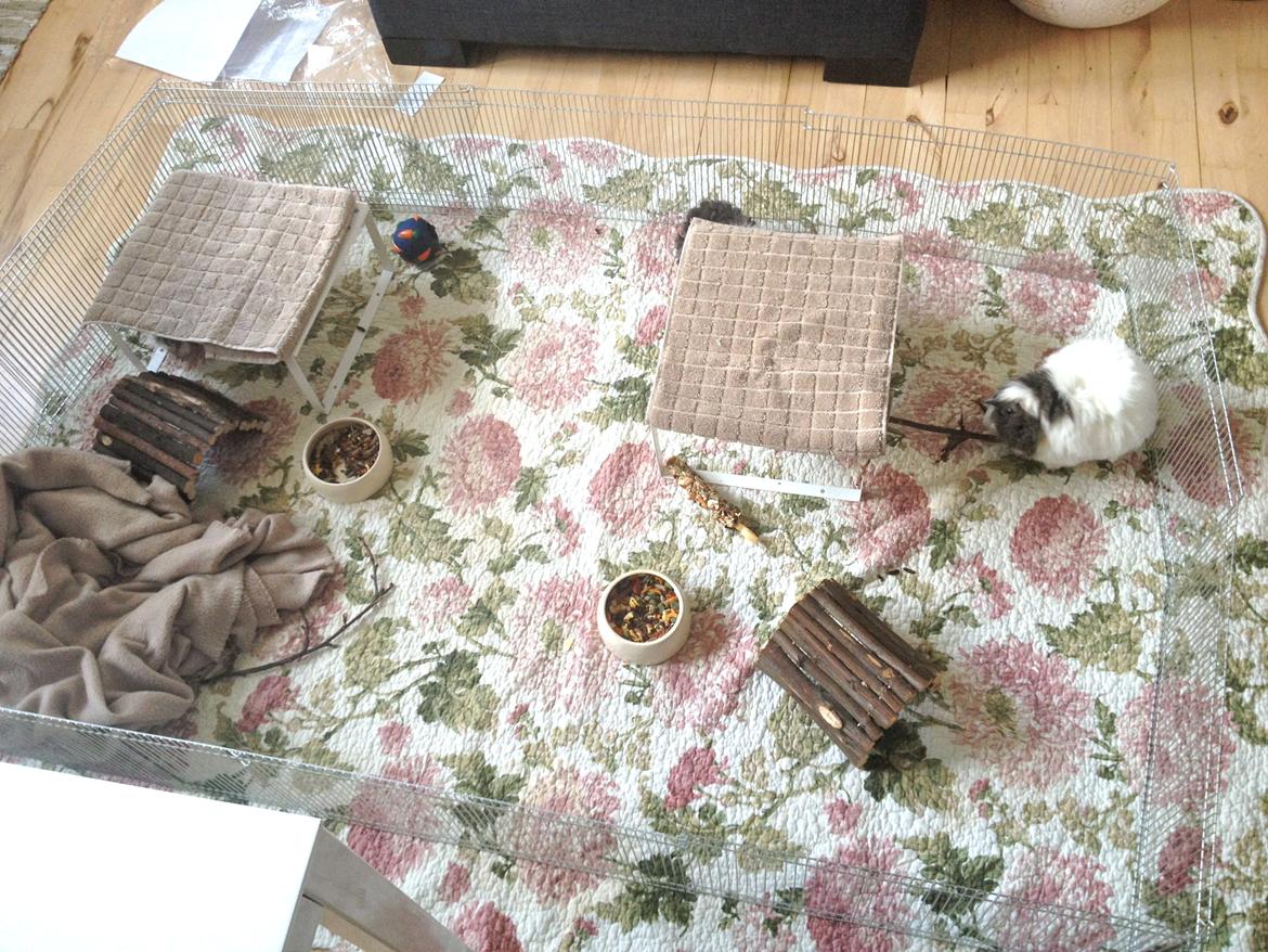 Marsvinenes nye løbegård :) - Dejligt at de kan komme ud og røre sig :) billede 3