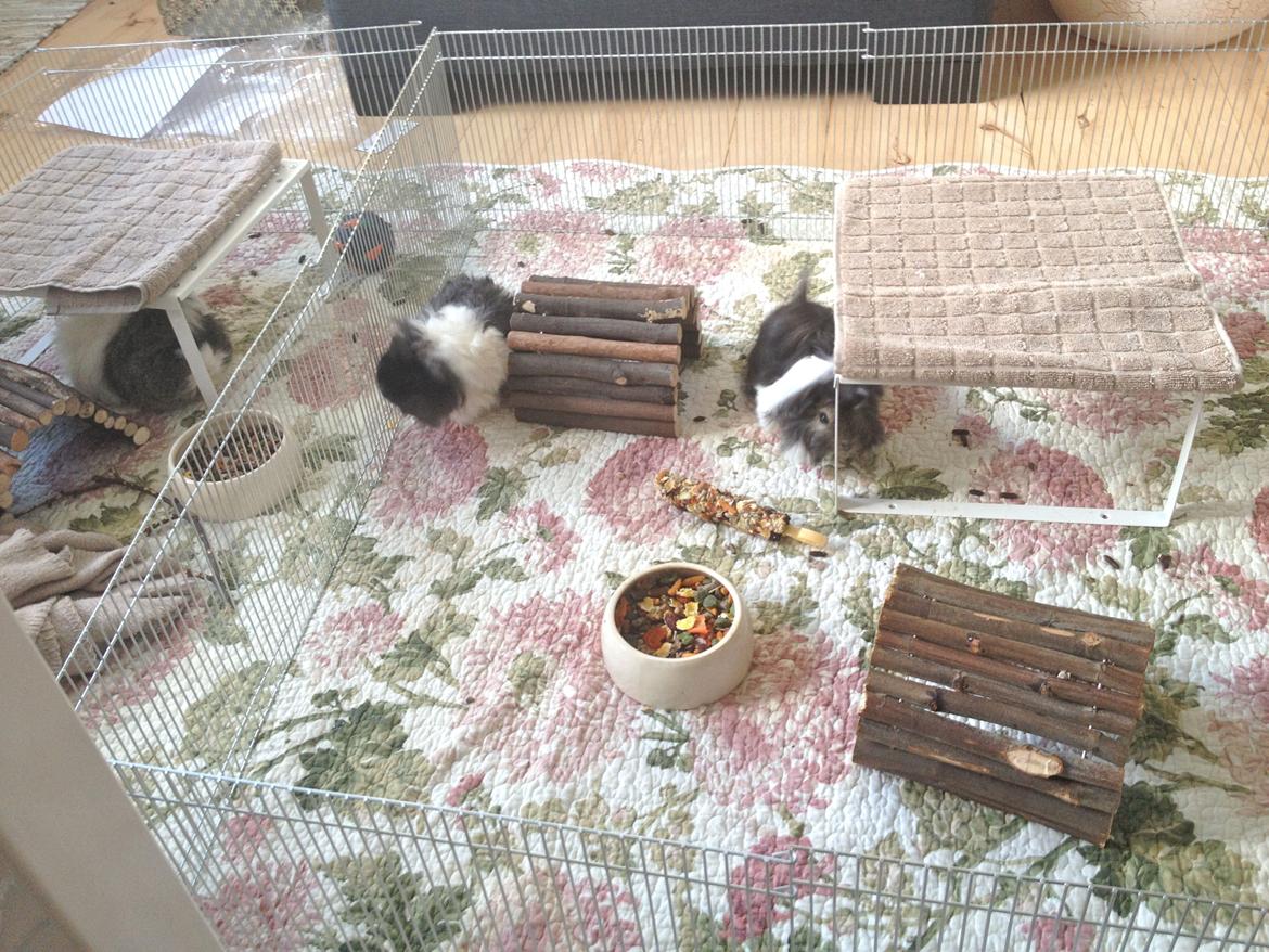 Marsvinenes nye løbegård :) - Pensionisten tager et velfortjent hvil, fra de unge drenge :) billede 4