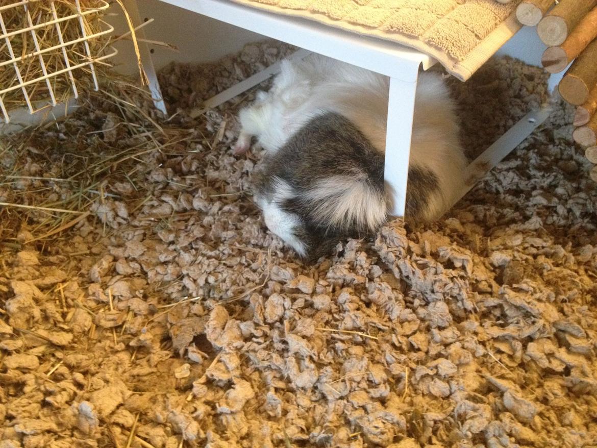 Marsvinenes nye løbegård :) - Man bliver altså træt af al den motion! :) billede 5