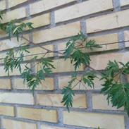 Grønt i naturen om vinteren