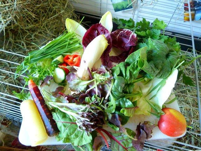 Min grønne vinterfodring (marsvin) billede 28