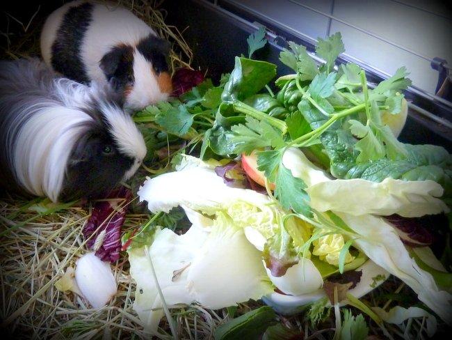 Min grønne vinterfodring (marsvin) billede 29