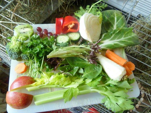 Min grønne vinterfodring (marsvin) billede 31