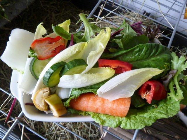 Min grønne vinterfodring (marsvin) billede 32