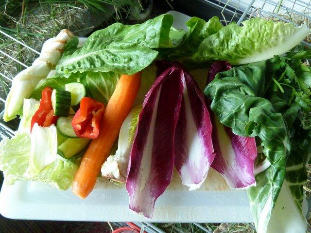 Min grønne vinterfodring (marsvin) billede 33