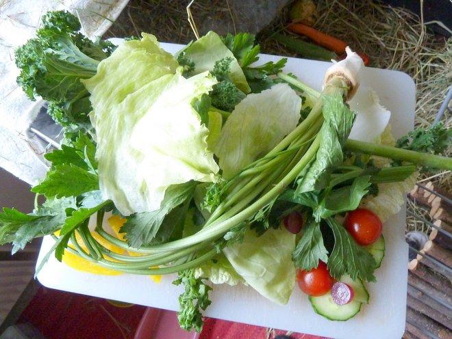 Min grønne vinterfodring (marsvin) billede 34