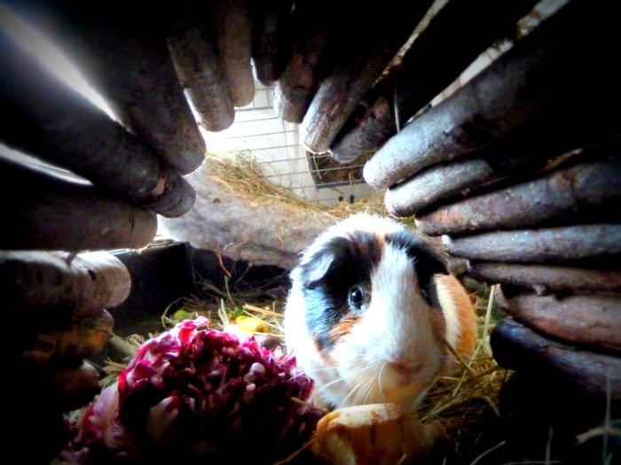 Min grønne vinterfodring (marsvin) billede 37