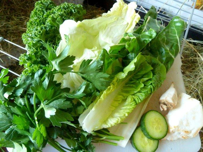 Min grønne vinterfodring (marsvin) billede 39