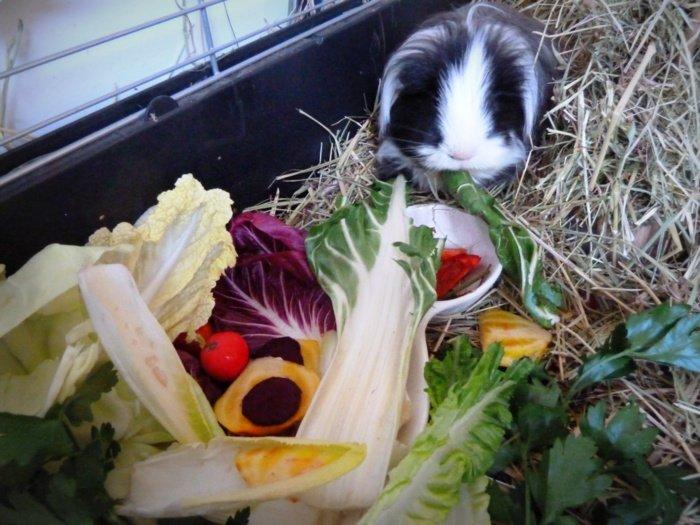 Min grønne vinterfodring (marsvin) billede 40