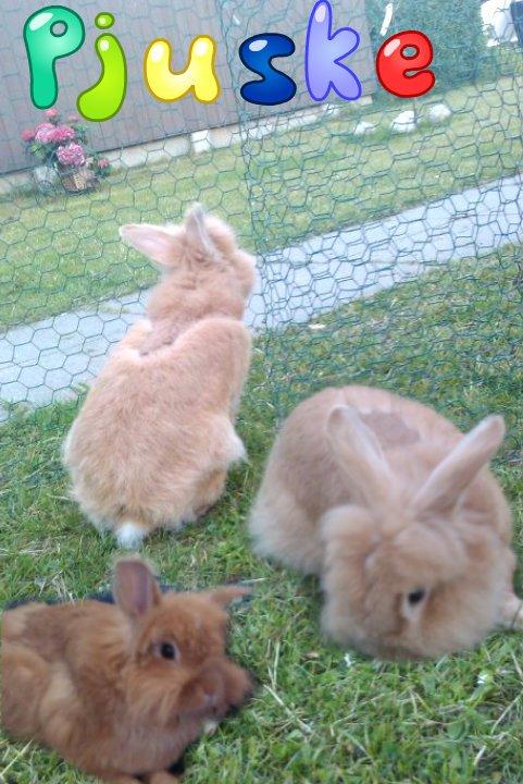 Pjuskes album med skøre/sjove/animerede billeder - Pjuske Power billede 2