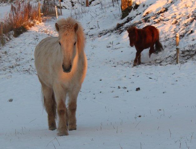 Mine ismuler billede 3