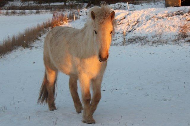 Mine ismuler billede 4