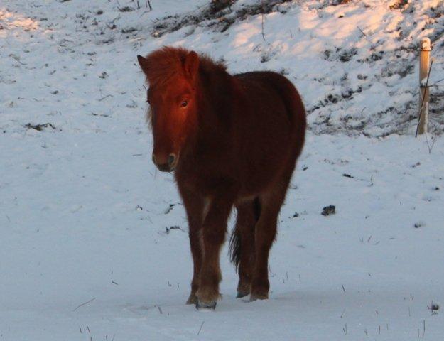 Mine ismuler billede 5