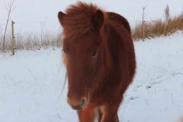 Mine ismuler billede 6