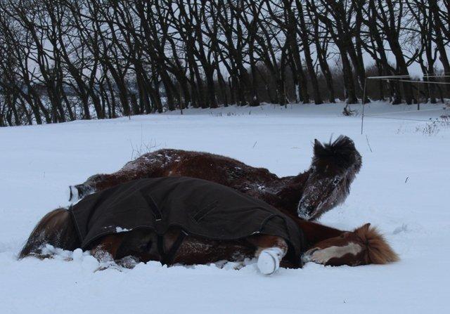 Mine ismuler billede 2