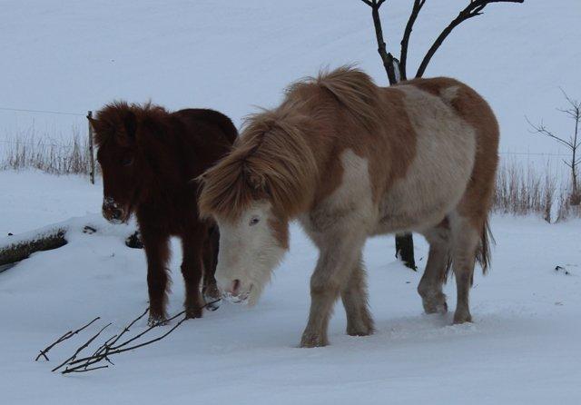 Mine ismuler billede 7