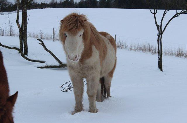 Mine ismuler billede 8