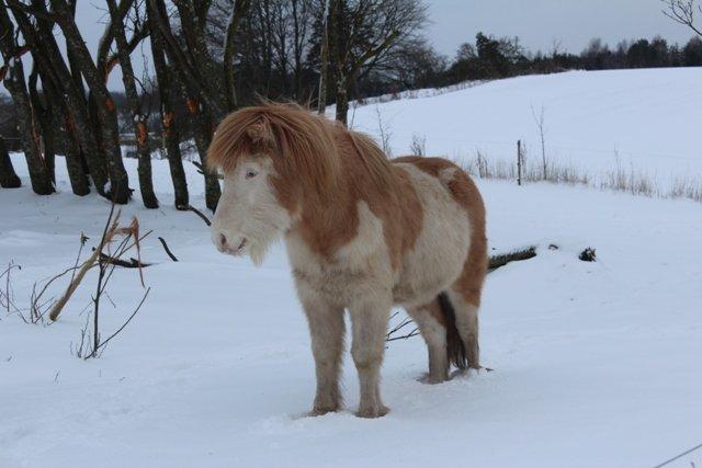 Mine ismuler - Smukke Engil, hans navn betyder engel på islandsk :) billede 9