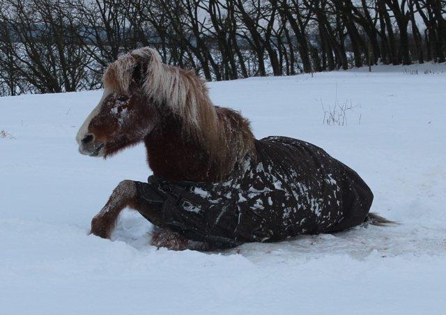 Mine ismuler - Pytur fra Holi - Min skønne hingst billede 1