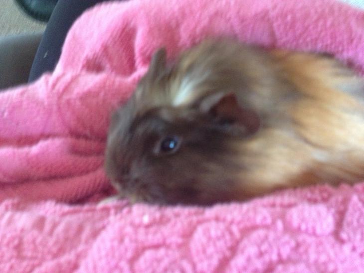 {{currentPhoto.altText}} billede {{currentPhoto.number}}