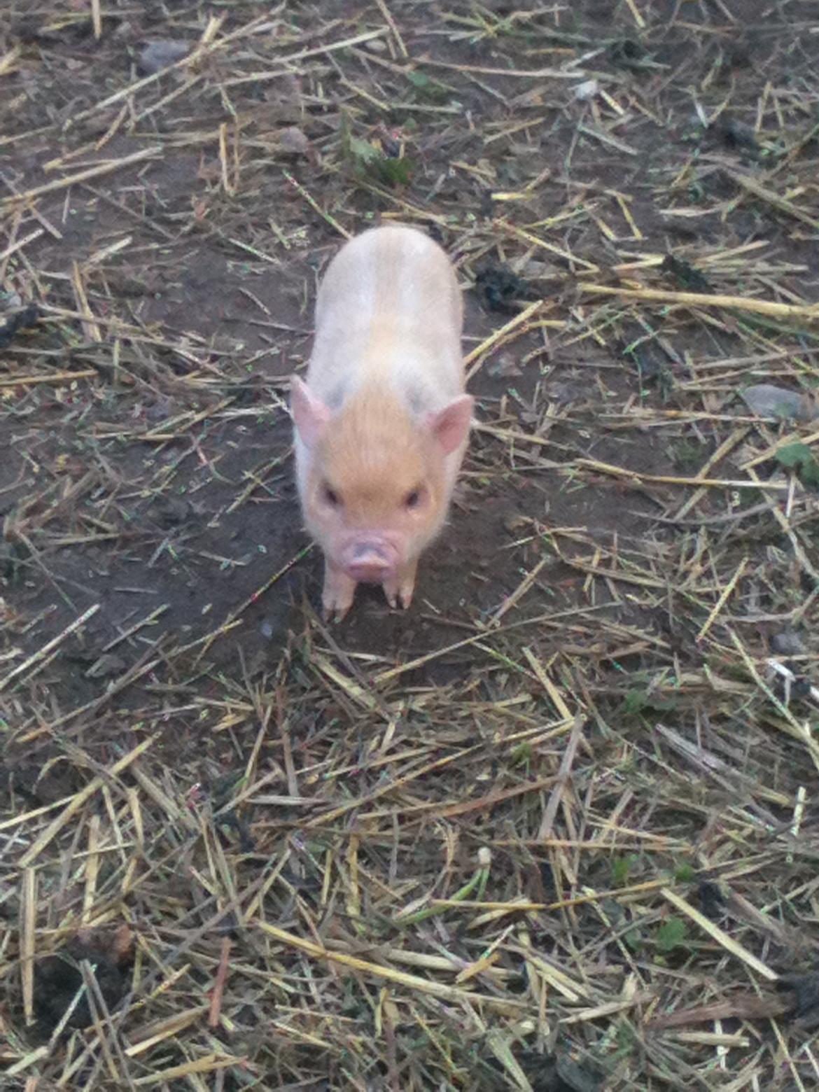 Min MiniGris- Luffe<3 *SOLGT* :'( - Da vi så ham for første gang billede 2