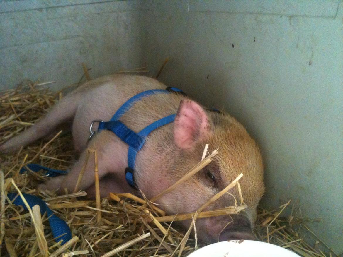 Min MiniGris- Luffe<3 *SOLGT* :'( - Lige kommet hjem efter en laaang køretur billede 3