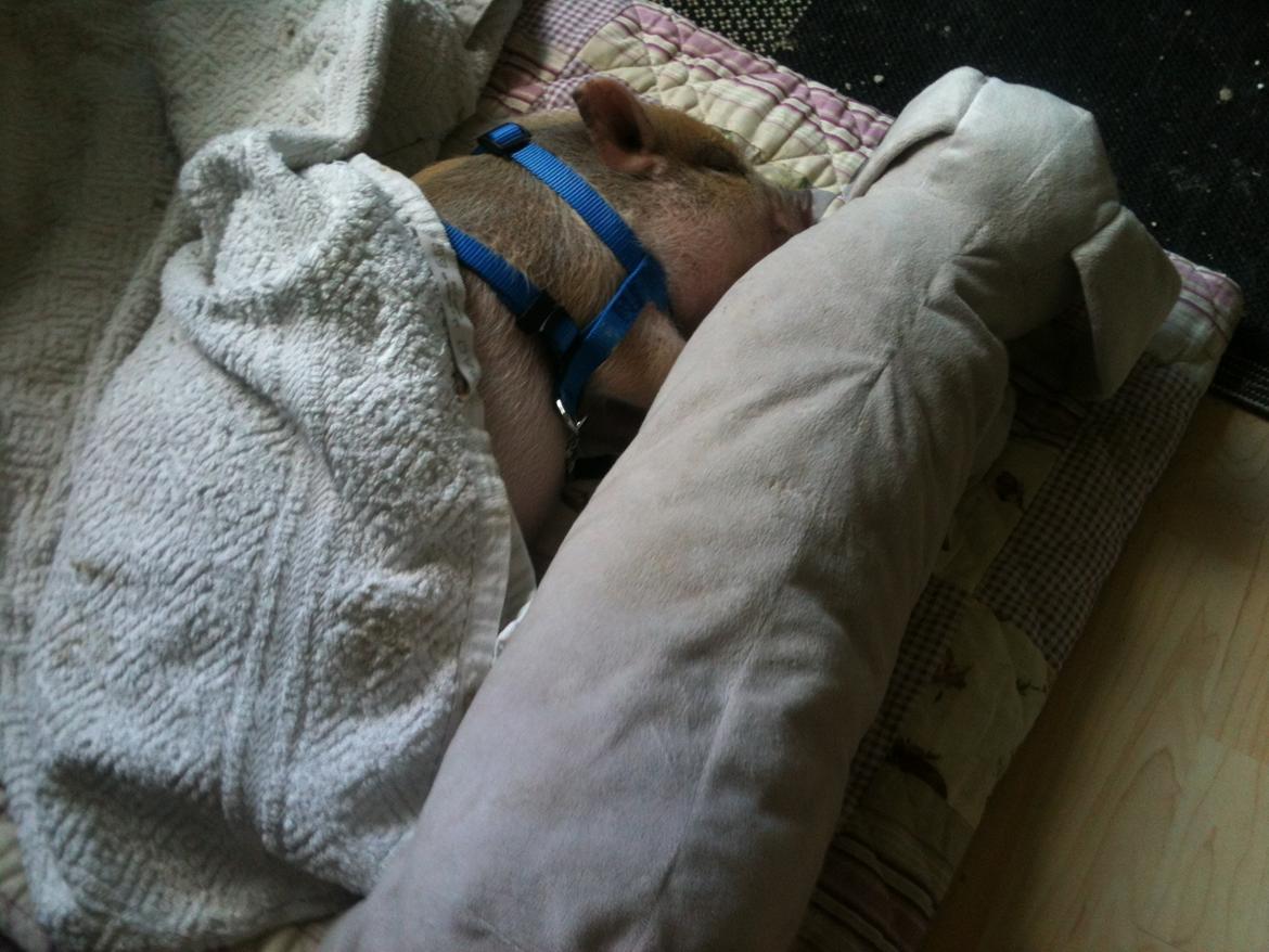 Min MiniGris- Luffe<3 *SOLGT* :'( - Lad dog barnet sove:).. billede 4