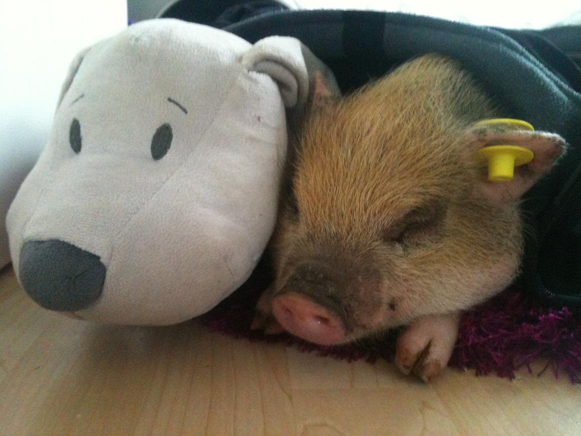 Min MiniGris- Luffe<3 *SOLGT* :'( - Velkommen til lille Luffes Profil:) Så sød<3<3 billede 1