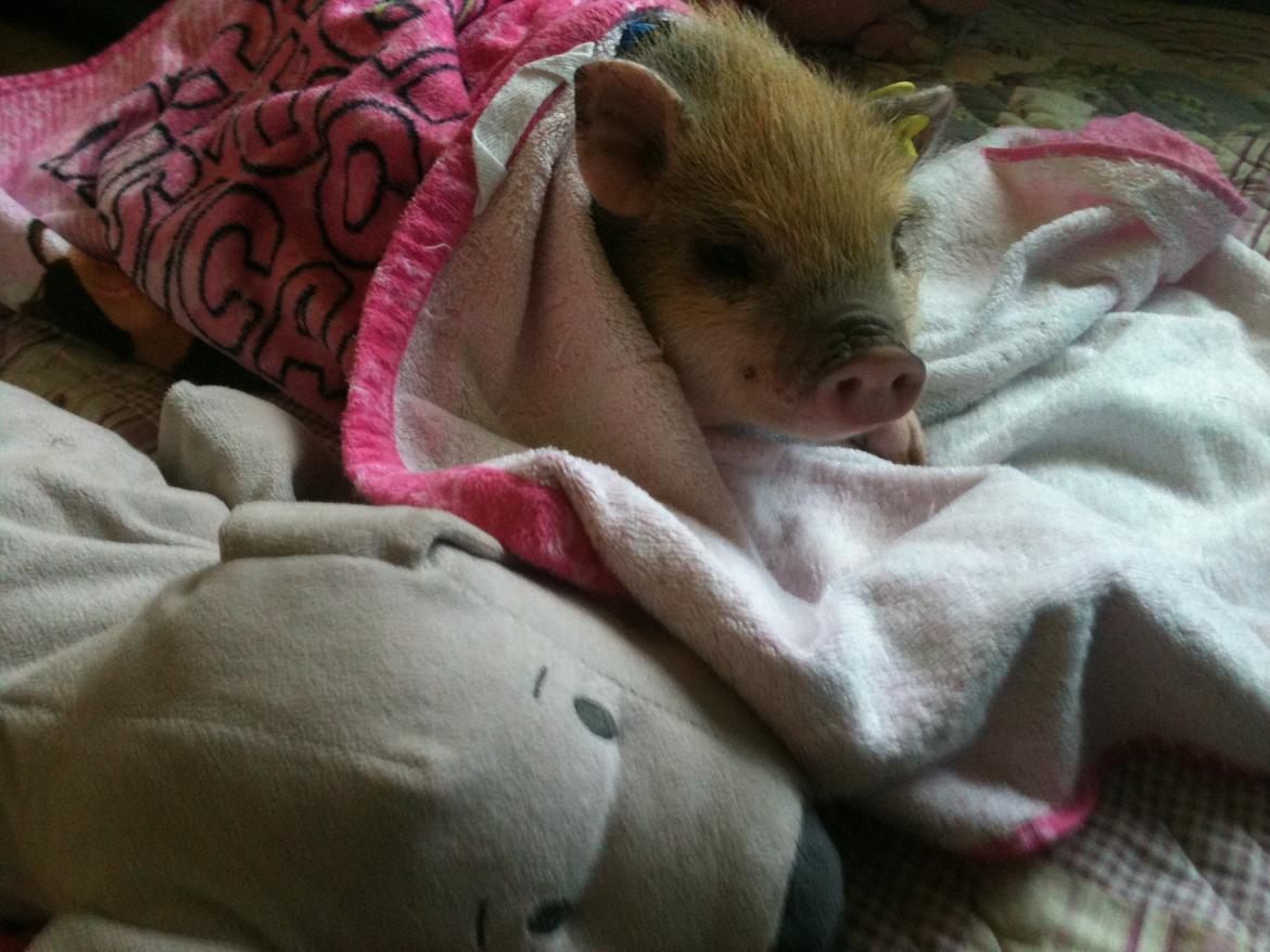 Min MiniGris- Luffe<3 *SOLGT* :'( - Whoop! Nogle der kaldte? billede 5