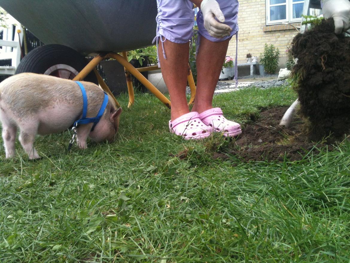 Min MiniGris- Luffe<3 *SOLGT* :'( - Han skal da selvfølgelig være med til at grave og lave have billede 6