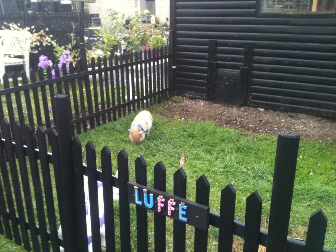 Min MiniGris- Luffe<3 *SOLGT* :'( - Første gang i hans indhegning billede 7