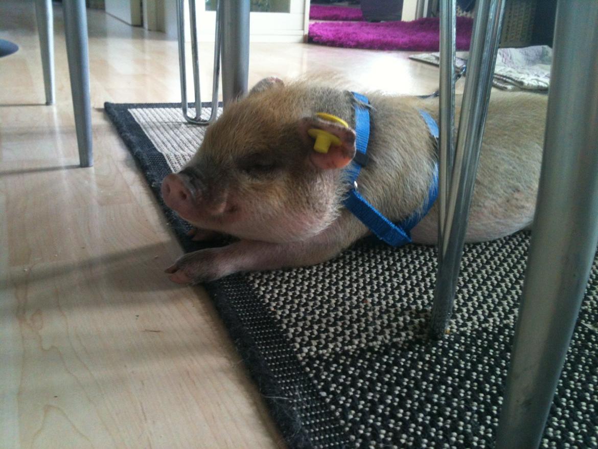 Min MiniGris- Luffe<3 *SOLGT* :'( - Sover lige en lille time under bordet billede 8