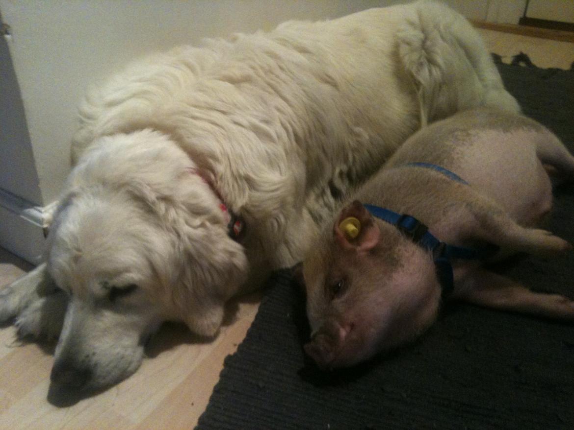 Min MiniGris- Luffe<3 *SOLGT* :'( - Kærlighed ved første blik.. hunden og grisen billede 9