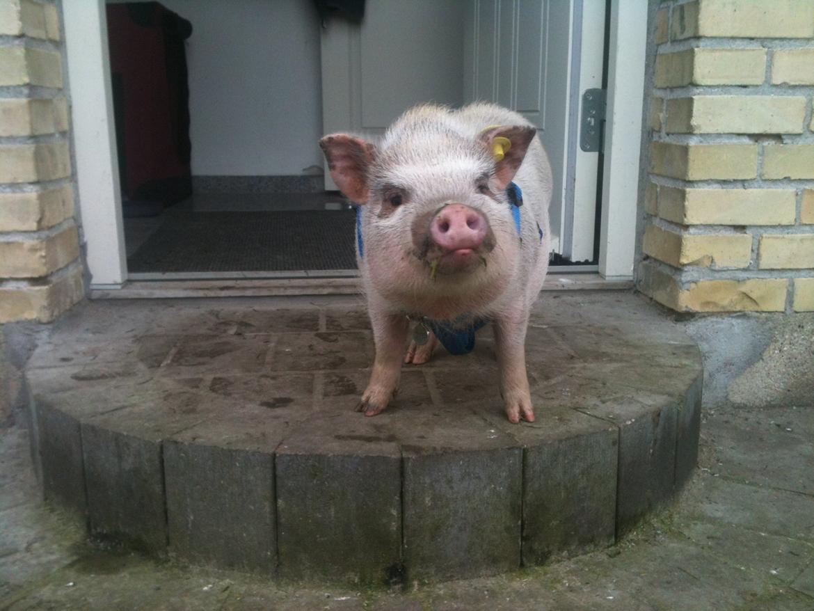 Min MiniGris- Luffe<3 *SOLGT* :'( - Hey, har du noget? billede 10