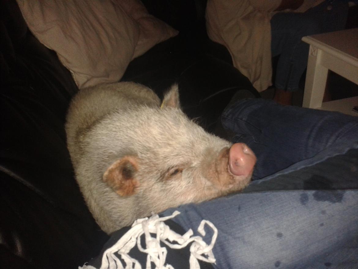 Min MiniGris- Luffe<3 *SOLGT* :'( - Voksen nu:
En rigtig hyggetrold billede 11