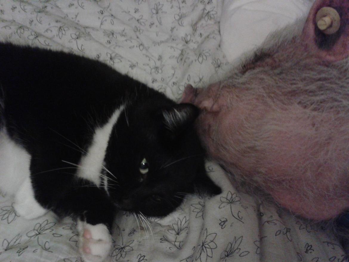 Min MiniGris- Luffe<3 *SOLGT* :'( - Katten og Luffe billede 12