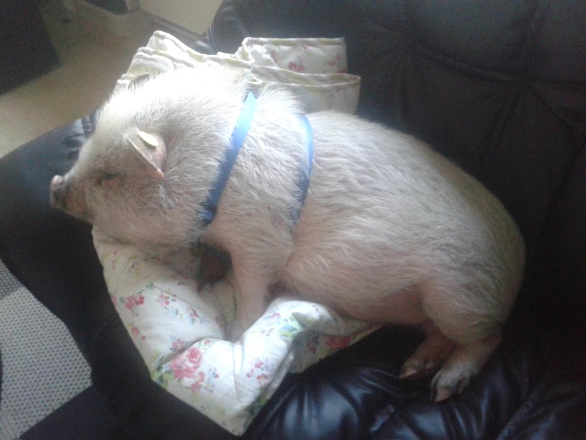 Min MiniGris- Luffe<3 *SOLGT* :'( - Luffe har god udsigt til hele stuen derfra billede 13