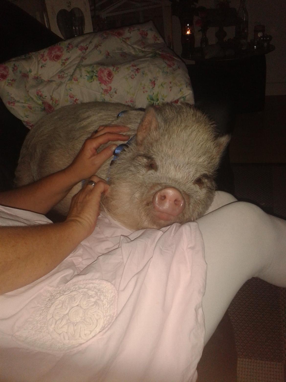 Min MiniGris- Luffe<3 *SOLGT* :'( - Mere hygge billede 14